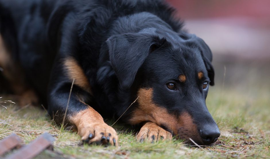 Beauceron