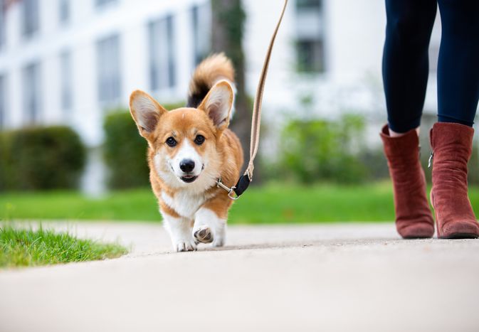 戴着皮带走路的柯基犬