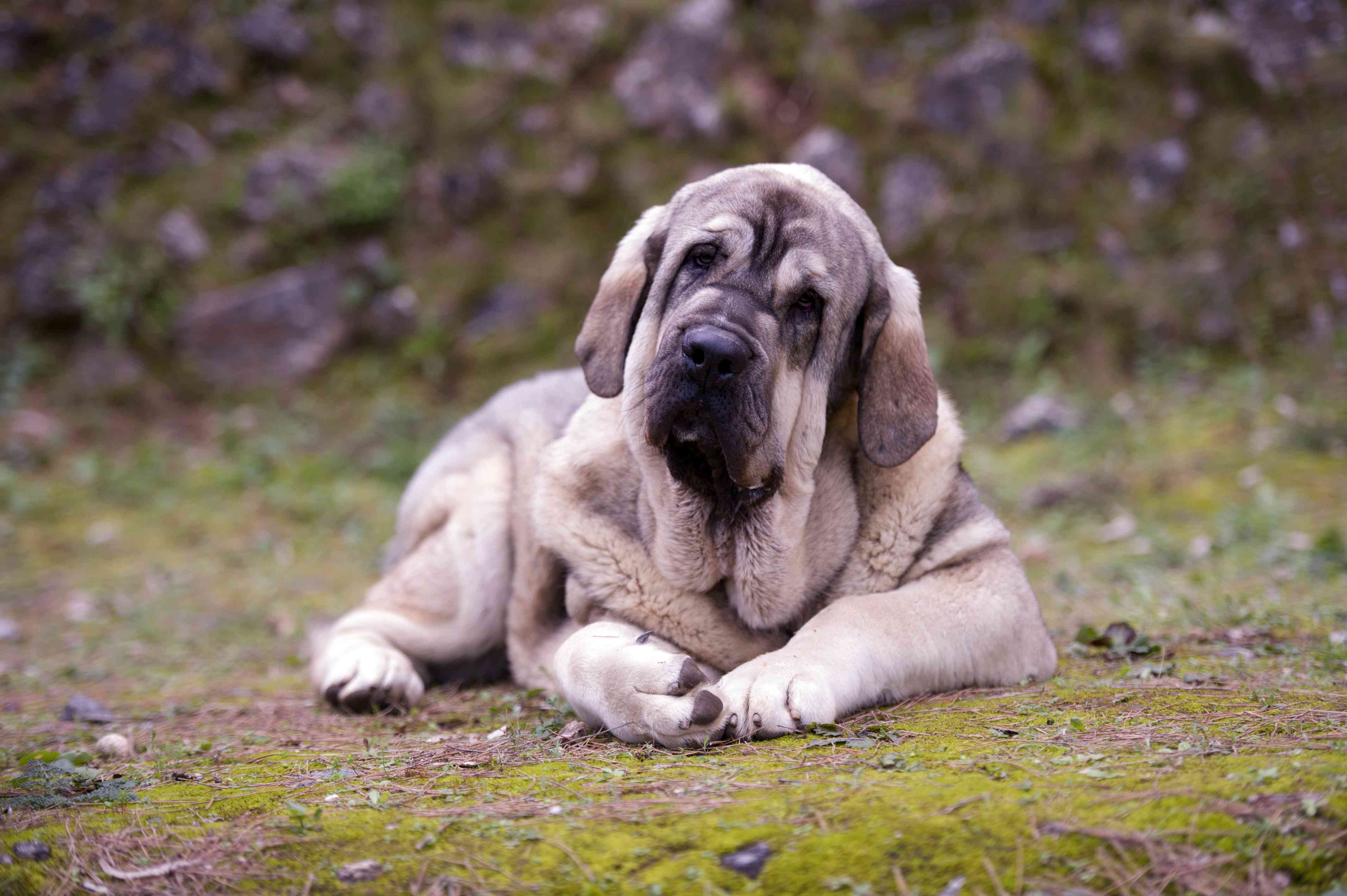 趴在地上的西班牙獒犬