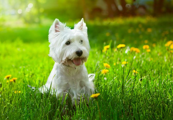 长着白色长毛和尖尖耳朵的小猎犬坐在草地上。