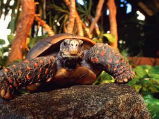 Red-footed tortoise crawling on a rock outside.