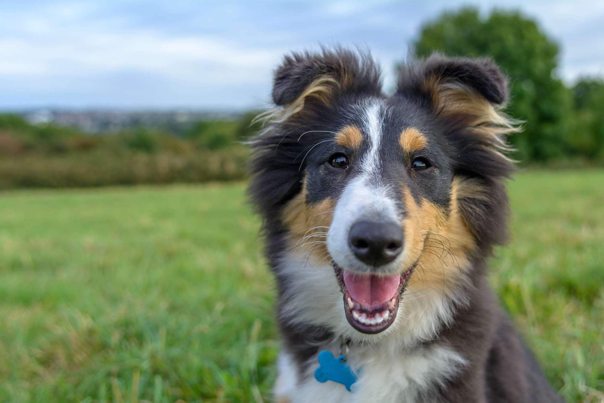 设得兰牧羊犬的颈部特写