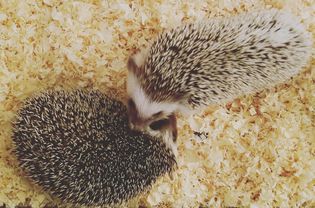 Two hedgehogs viewed from above on pine shavings