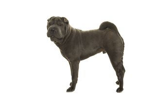 Adult Shar Pei Dog