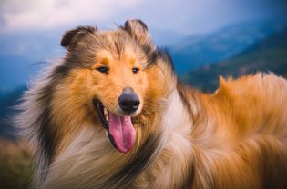 rough collie