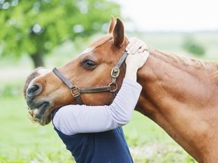 Veterinarian performing a chiropractic adjustment of a horse's neck