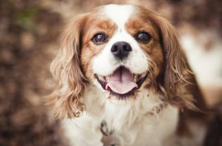 布莱尼姆骑士查尔斯王猎犬