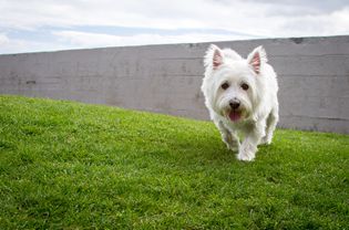 西部高地白梗(Westie)走在草地上