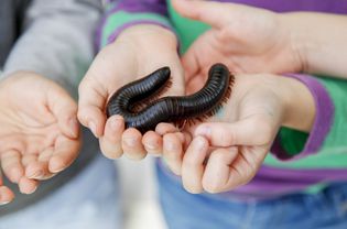 孩子们手里拿着巨大的千足虫