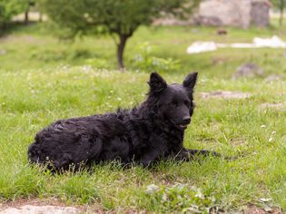 一只克罗地亚牧羊犬躺在草地上