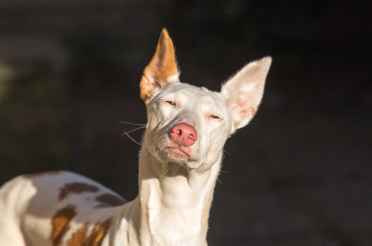 依比沙猎犬