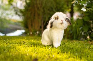 Rabbit outside in the grass and sunshine.