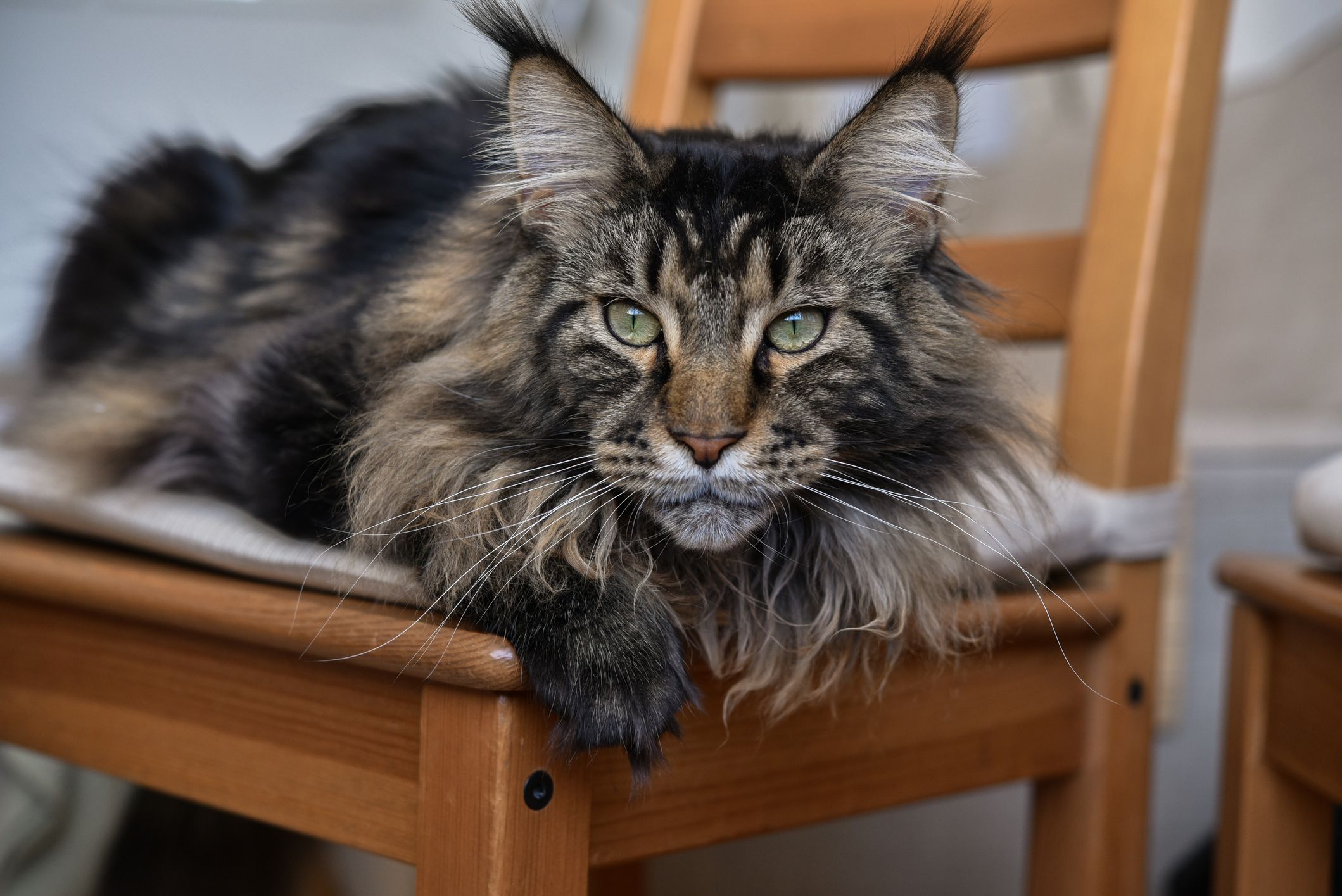 Maine Coon