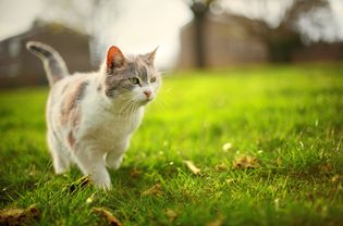 猫走过外面的草地;野猫vs流浪猫