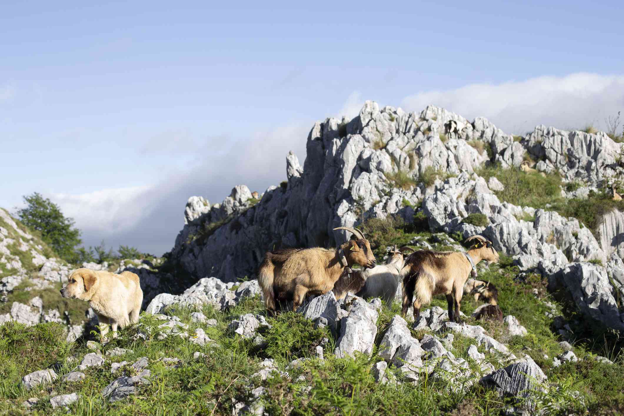 西班牙藏獒在山区