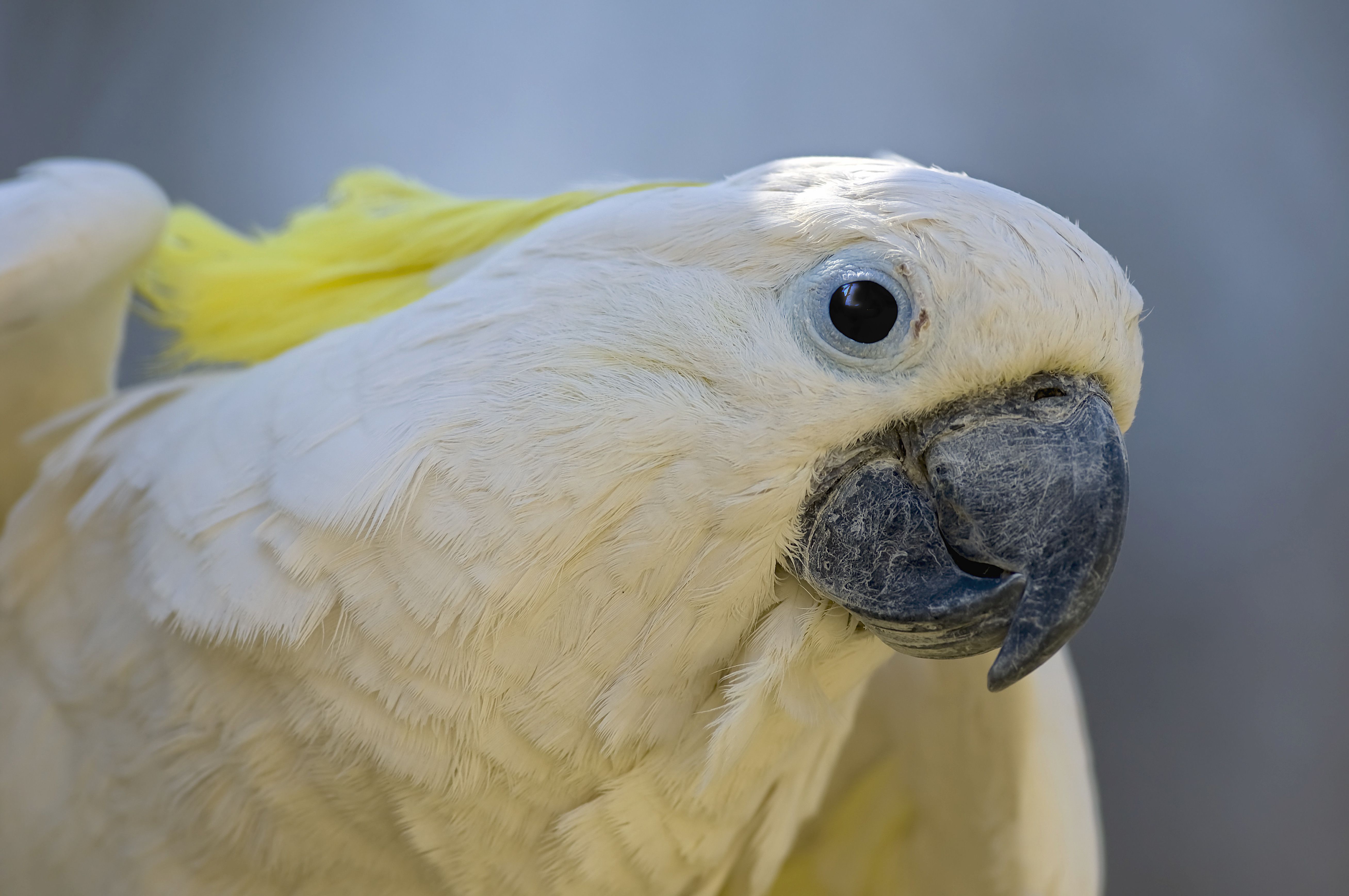 硫冠凤头鹦鹉(Cacatua galerita)