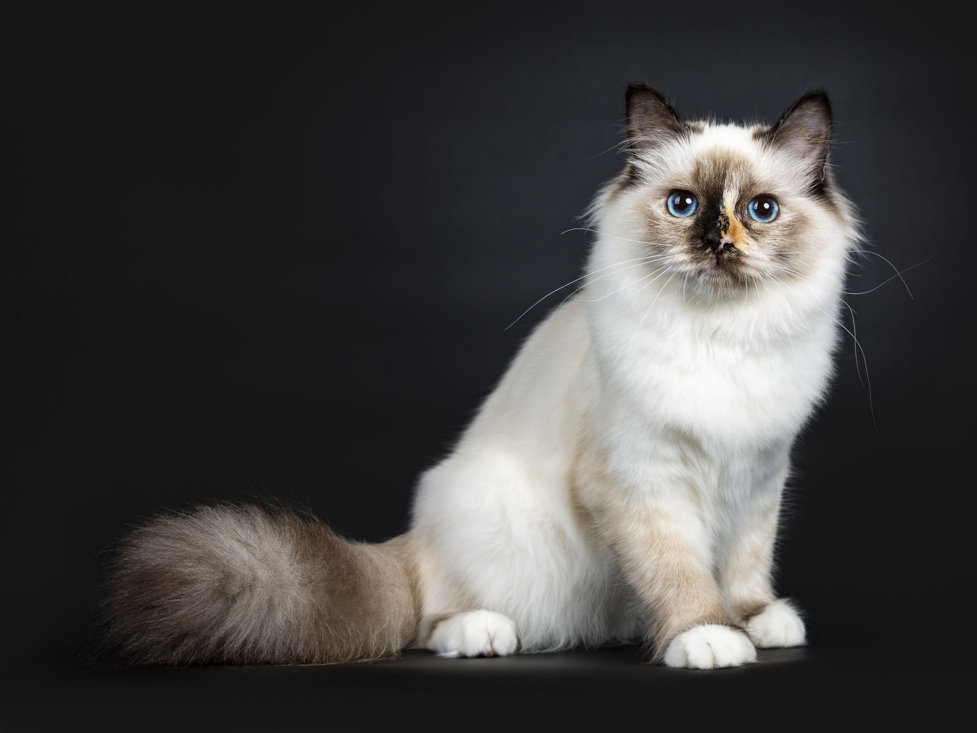 Birman cat