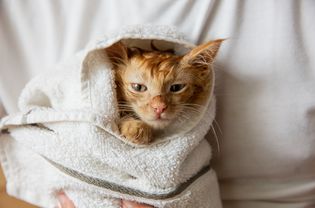 Tan kitten wrapped in a white towel after getting a bath