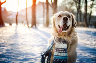 冬天，金毛猎犬伸着舌头站在外面，地上有雪，他戴着围巾