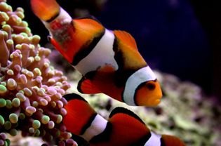 Clownfish with Lymphocystis