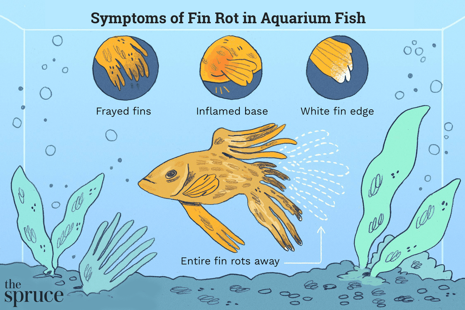 水族鱼鳍腐烂的症状