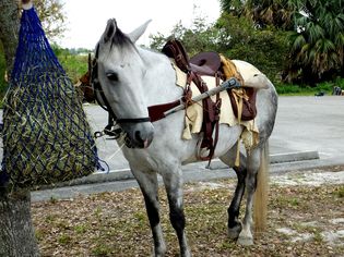 灰色Florida Cracker Horse standing saddled for a hunting trip.