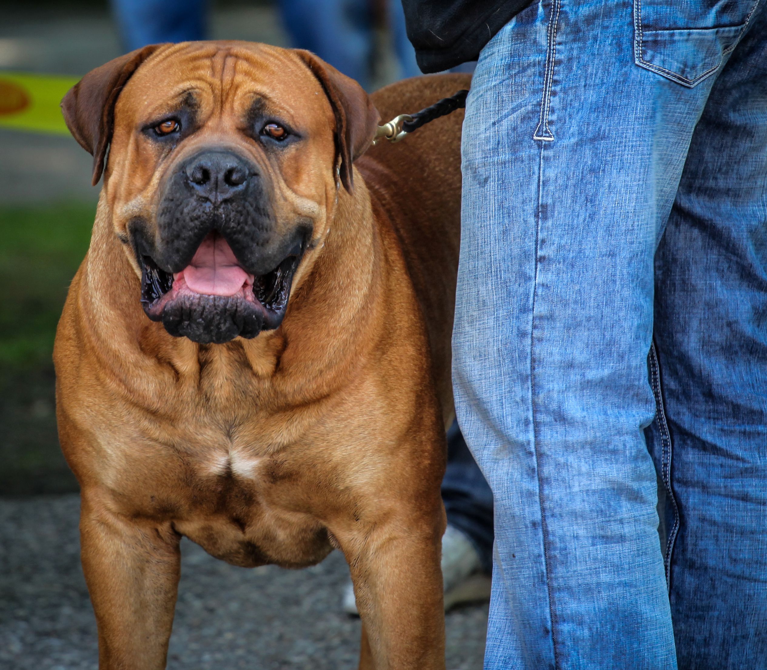 Boerboel dog