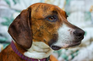 Plott hound