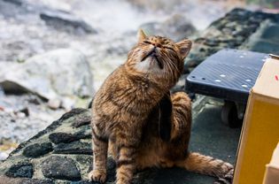 Close-Up Of Cat Sitting Outdoors