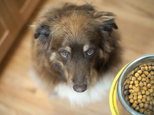 狗狗抬头看着食物碗