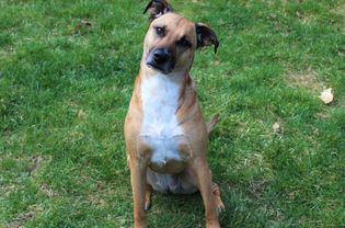 black mouth cur sitting in the grass