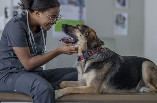 Dog with Veterinarian