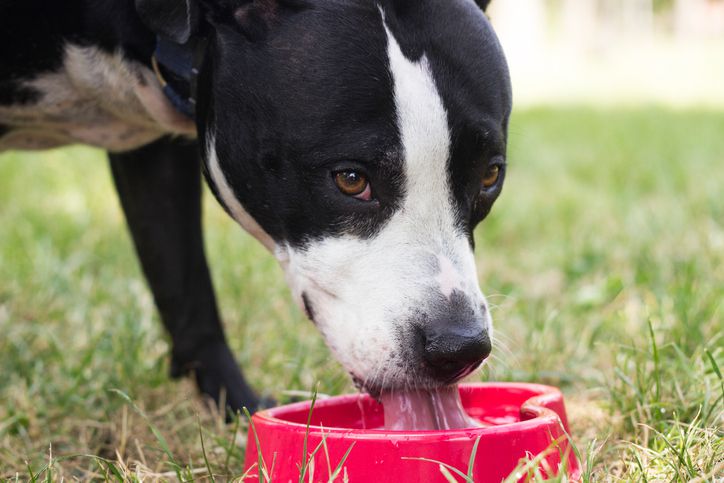 Pit bull dog drinking water from bowl