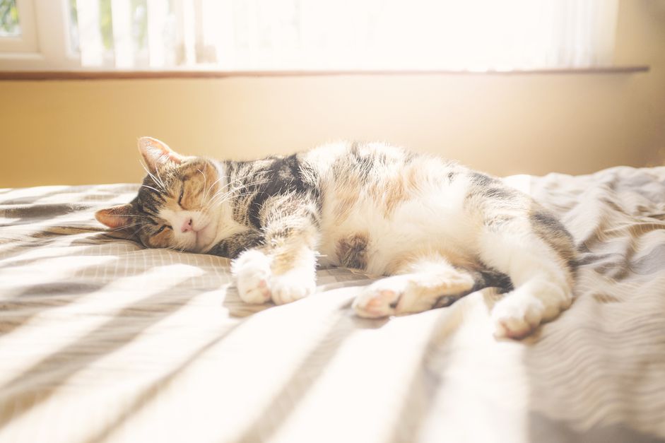 cat sleeping on bed