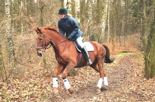 Horse and rider on a wooded trail in fall