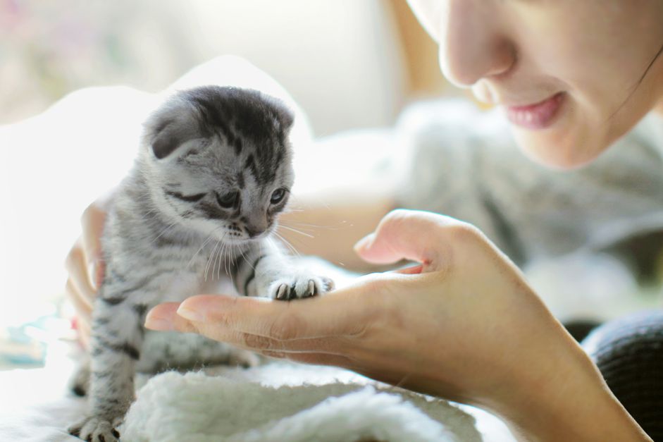 灰斑猫和一个女孩