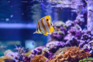 Reef fish in a saltwater aquarium