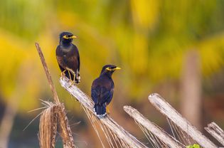 'Common mynah (Acridotheres tristis) on a branch, Kalpitiya, Sri Lanka'