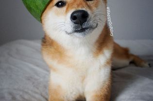 A tan Shiba Inu dog laying on the bed, looking at the camera while wearing a DIY crown.