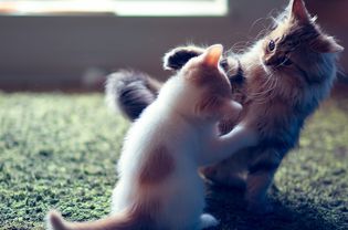 Cats fighting