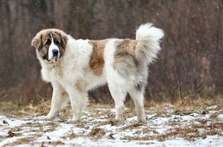 Pyrenean mastiff dog standing in the snow