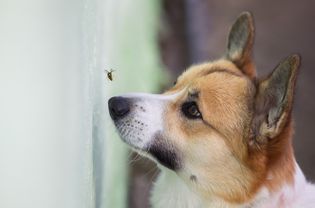 狗在昆虫里。