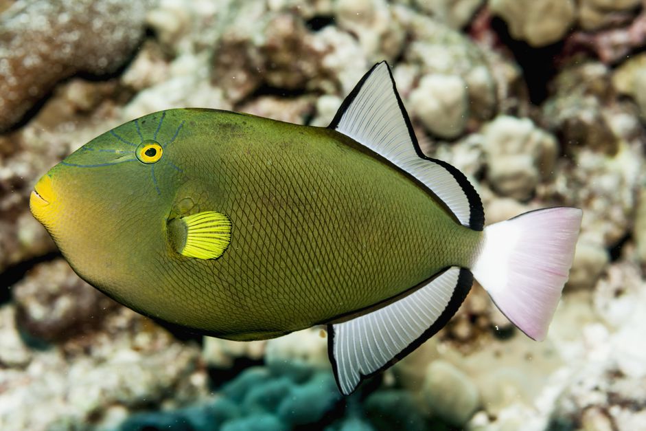 在科纳附近的粉红尾杜根(Melichthys vidua)