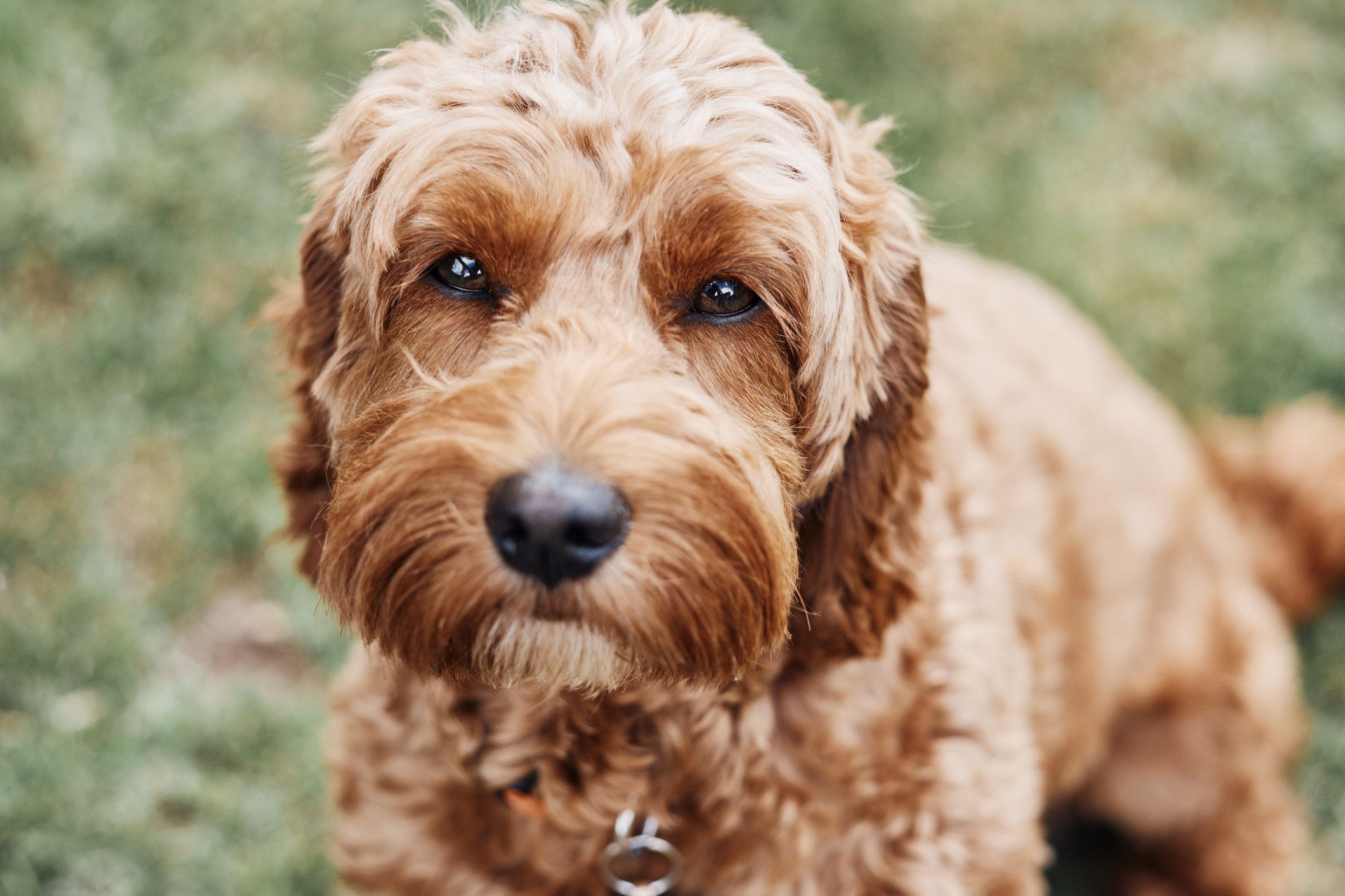 Cockapoo looking at camera.