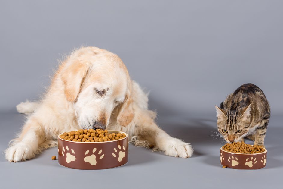 dog and cat eating