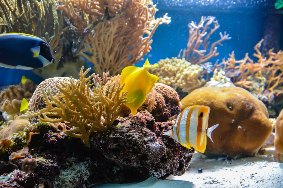 以海藻为背景的水族箱里游泳的鱼