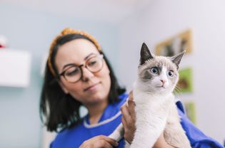 vet tech holding grey and white cat