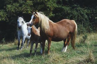 三匹威尔士山地矮种马(Equus caballus)在一片田野上，包括栗色怀孕母马和马驹，以及灰色矮种马