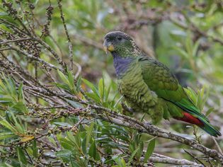 Pionus maximiliani