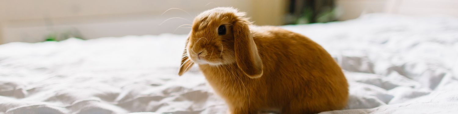 orange bunny sits on bed